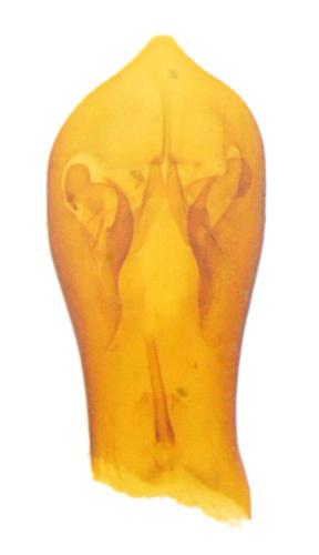 Smaragdina salicina